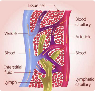 lymphatic and blood capillaries